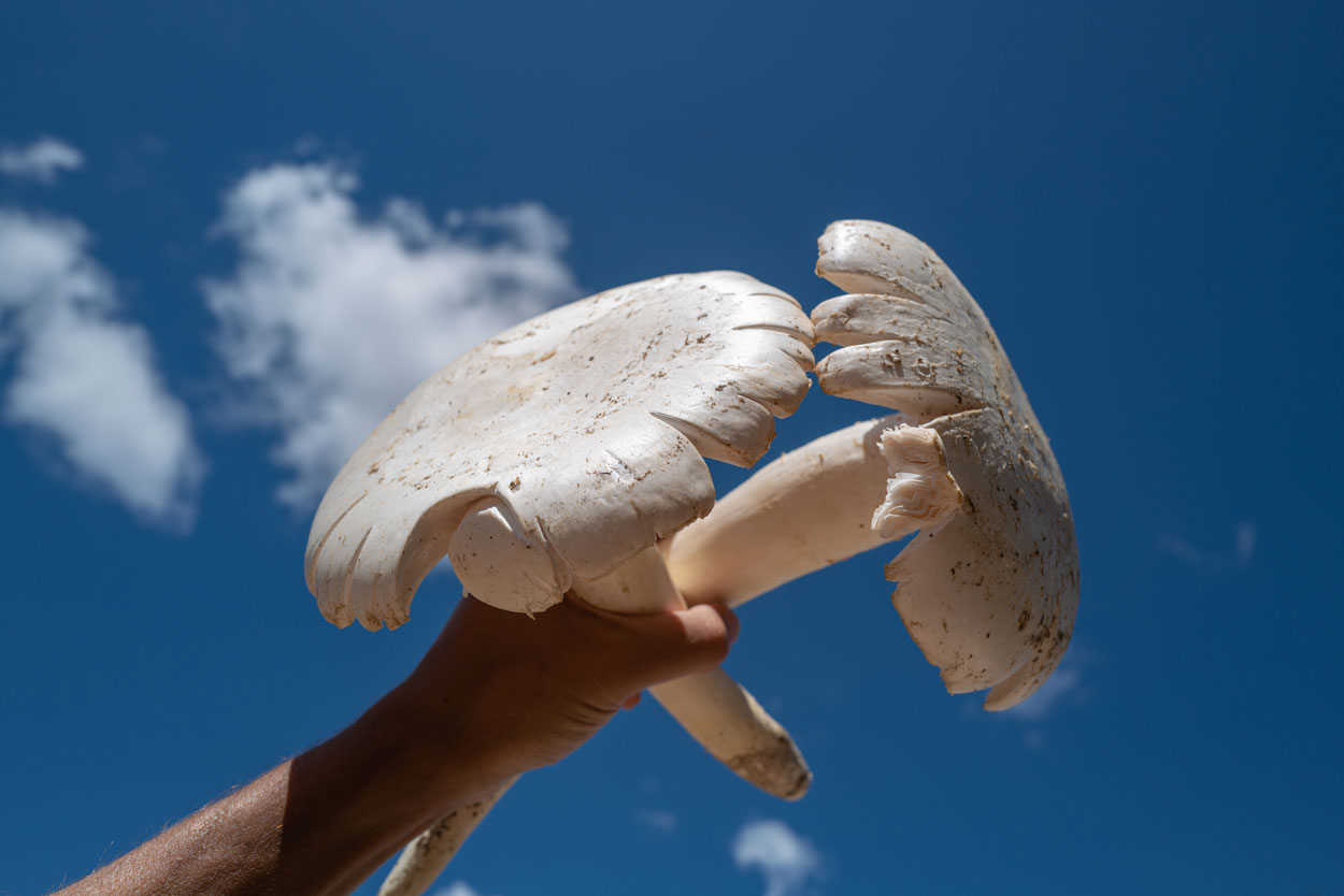 Namibian Omajowa Mushrooms: Where to Find Them, How to Cook Them (And What They Taste Like!)