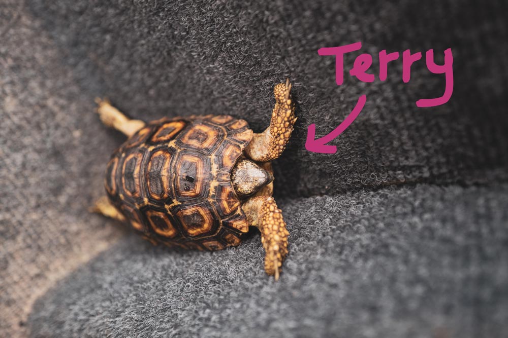 Terry-Turtle---Lost-in-the-Trip