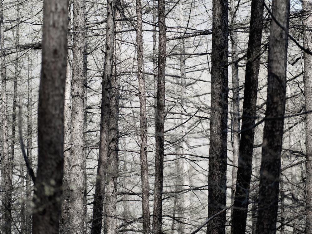 Hiking-Trees - Lost in the Trip