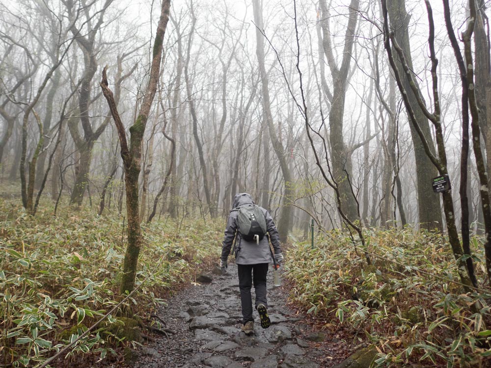 Kat-Hallasan-Path - Lost in the Trip.jpg