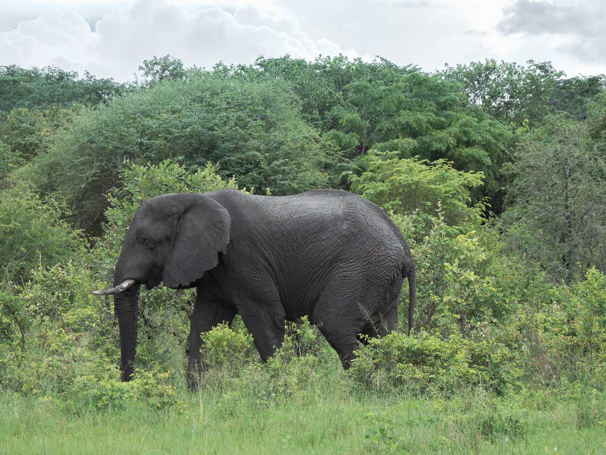 Lost-in-the-Trip-Elephant-Caprivi-Namibia