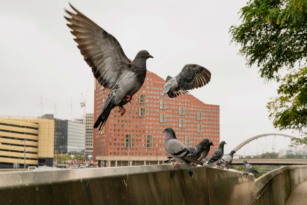 Lost-in-the-Trip-Pigeons-London