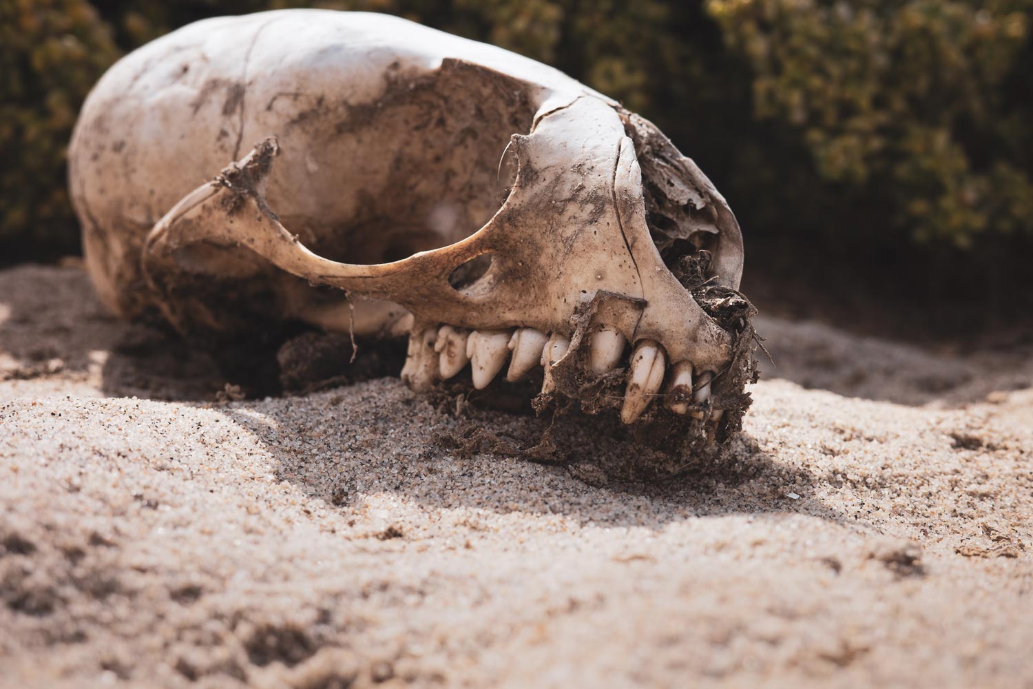 Lost-in-the-Trip-Skeleton-Coast-Booking