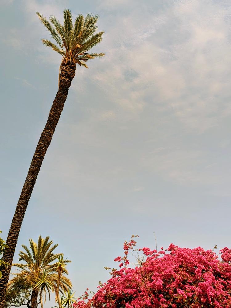 St Ambrogio Sicily Palm Tree