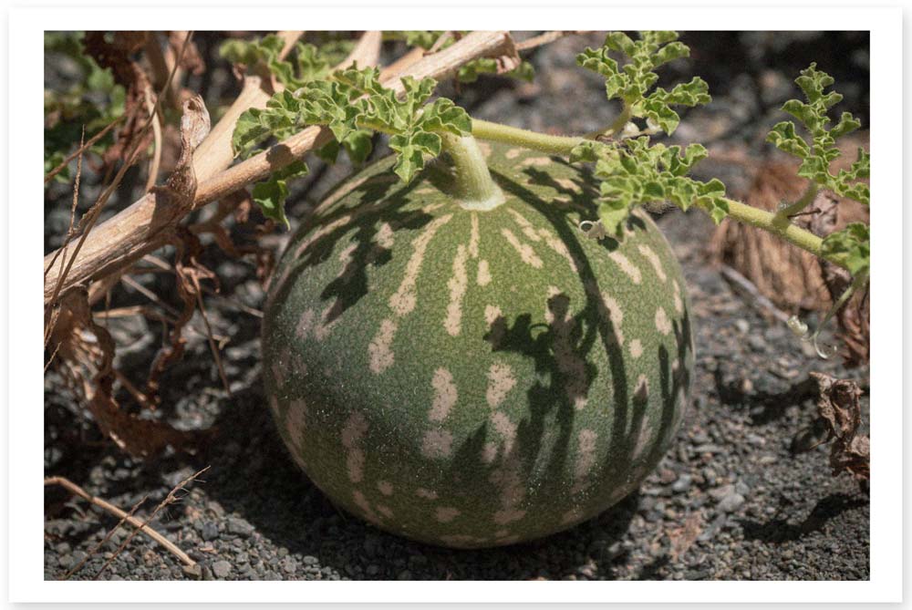 Merweville - Melon - Lost in the Trip