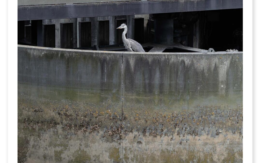 Concrete Heron