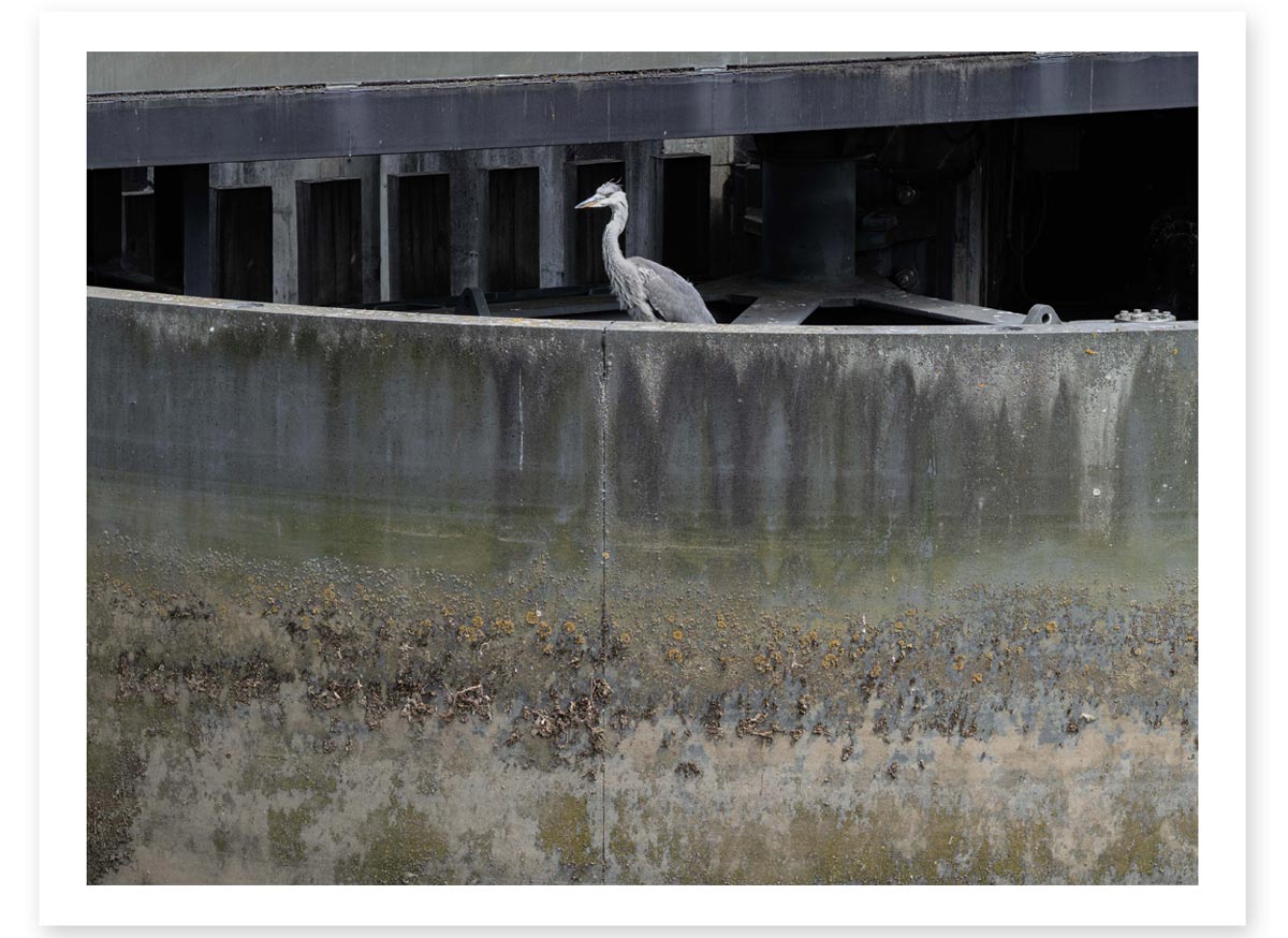 Lost in the Trip - Concrete Heron