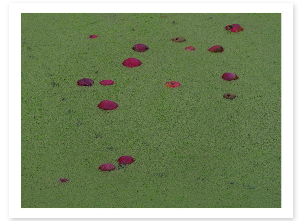 Lost in the Trip - Red and Green