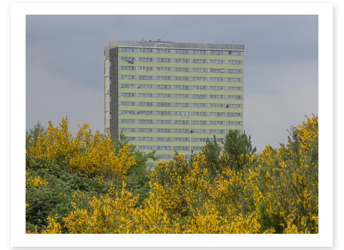 Yellow Bush Tower - Lost in the Trip