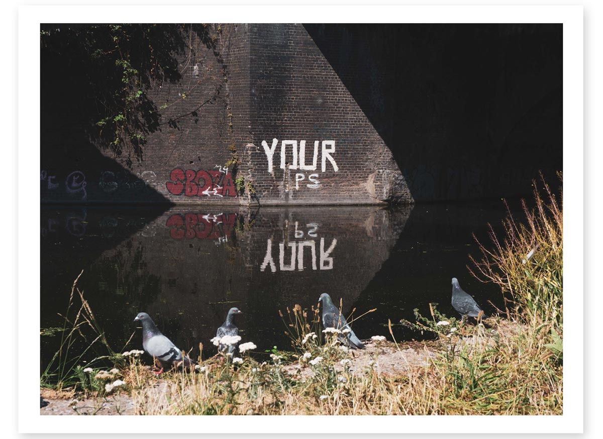 Lost in the Trip - Your Pigeons