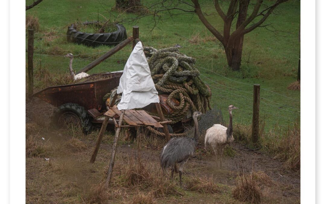 Tall Birds Loitering Around a Giant Pile of Rope