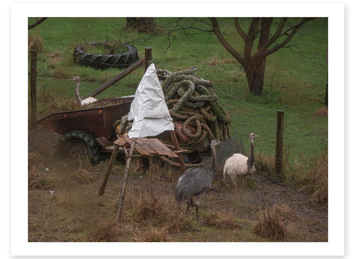 Tall Birds Loitering Around a Giant Pile of Rope