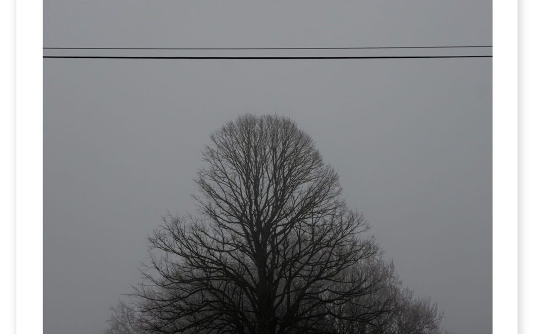 Tree Line