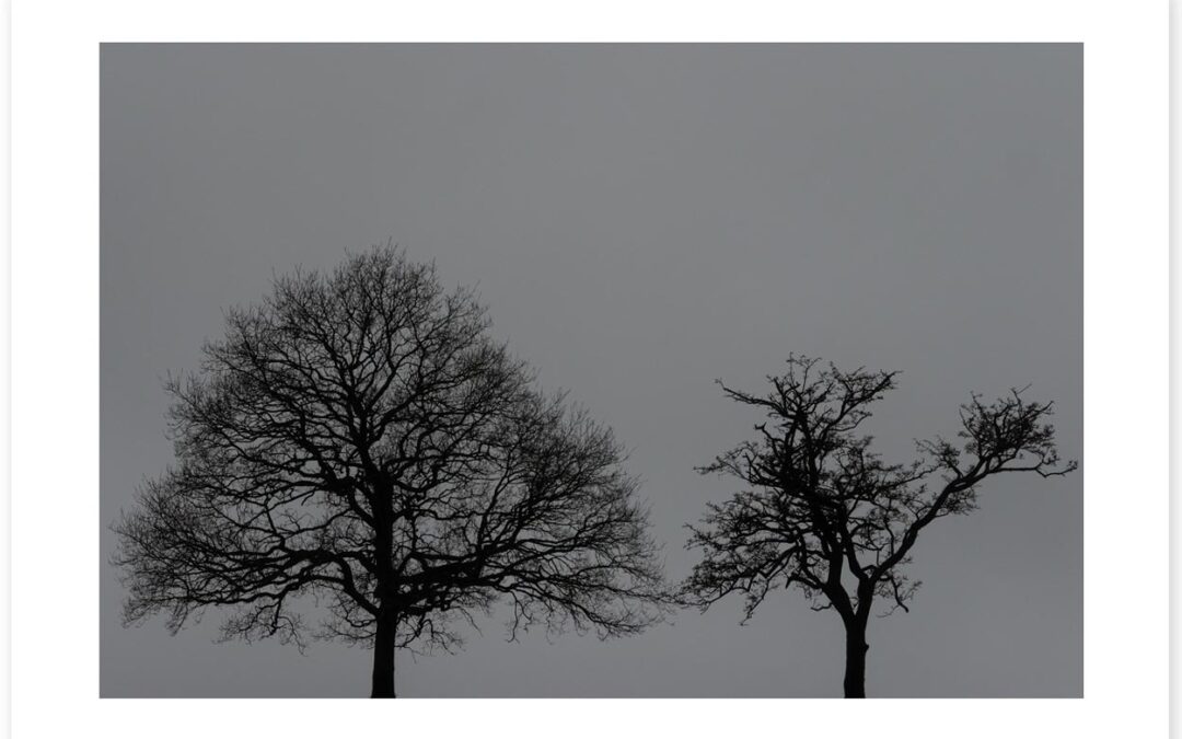 Black and White Trees in Colour