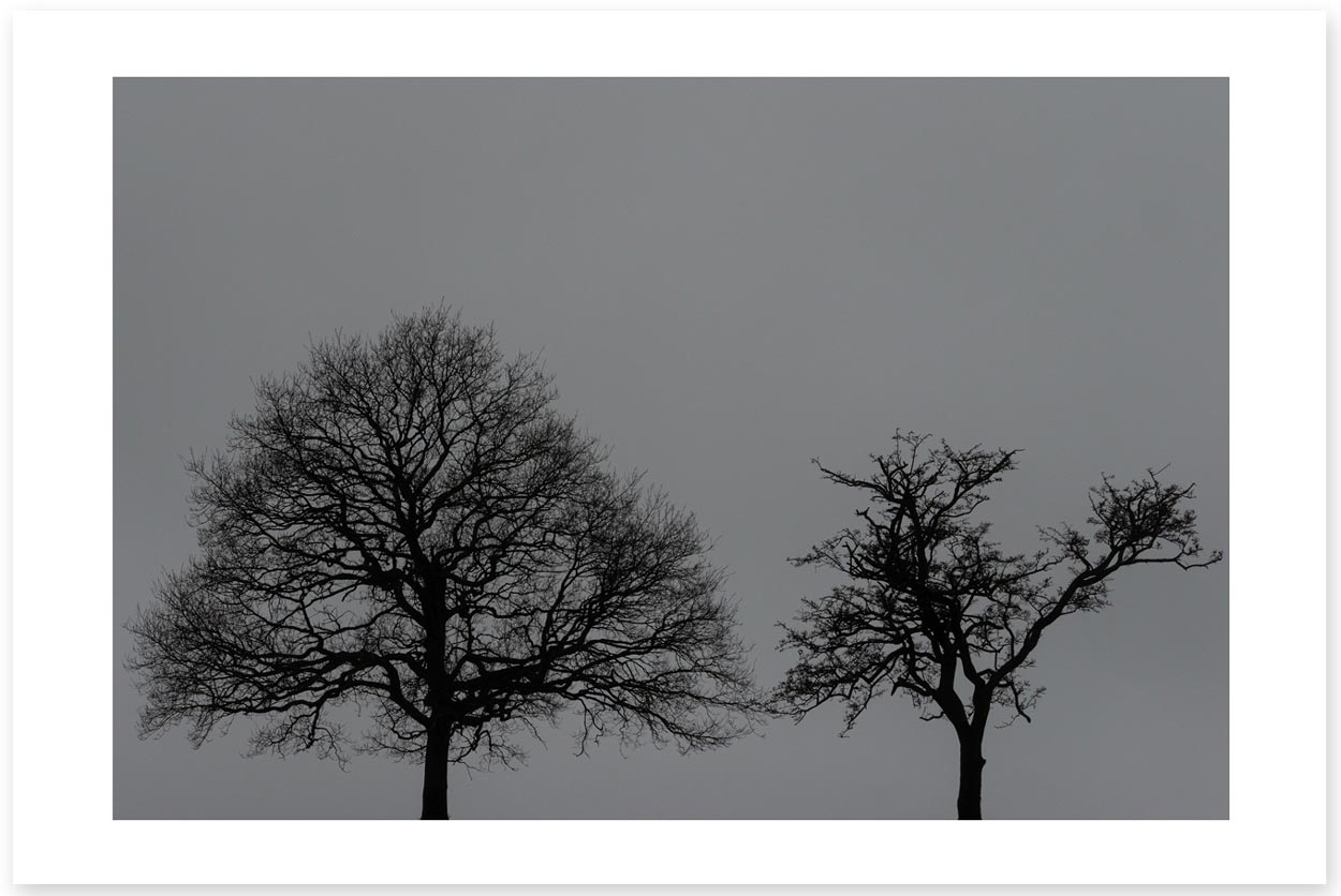 Black and White Trees in Colour