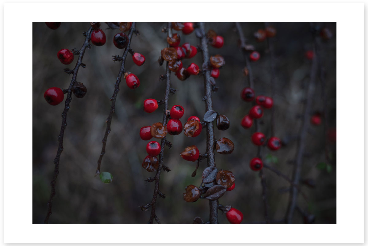 Bleak Berries - Lost in the Trip