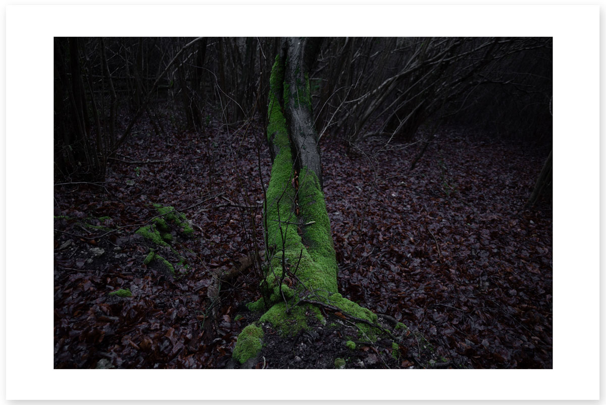 Lady of the Wood - Lost in the Trip