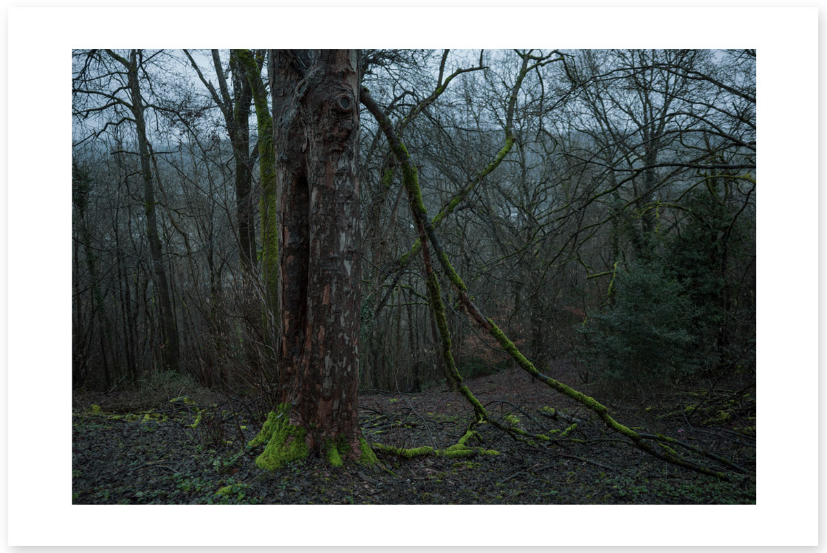 Moss Wood - Lost in the Trip