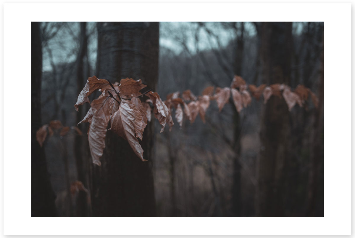 Path of the Dead Leaves - Lost in the Trip