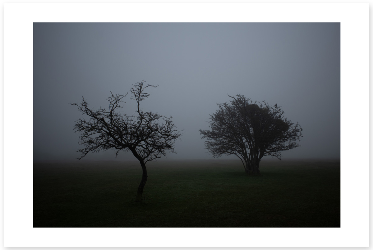 Yoga Crow - Lost in the Trip